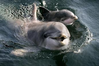 Het dolfijntje zwom ’s middags al naast zijn moeder.