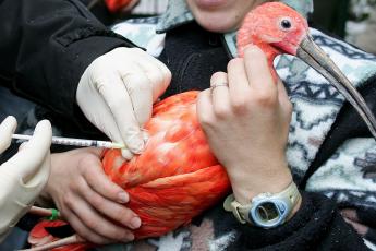 Pluimvee in Frankrijk wordt ingeënt.