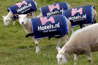 Schapen met reclamehesjes.