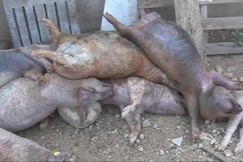 Na afloop waren dertien varkens dood.