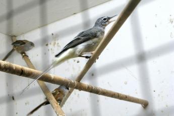 …grote gele kwikstaart…