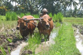 Een boer aan het werk in Indonesië.