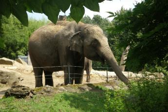 Een olifant in Blijdorp, Rotterdam.