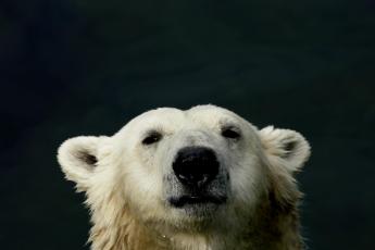„Veel kinderen weten dat het niet goed gaat met de ijsbeer.”