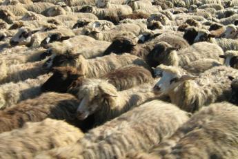 ...heel veel schapen...