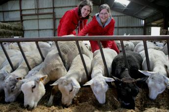 „Een lam kan best wat hebben, ontdekte ik.”