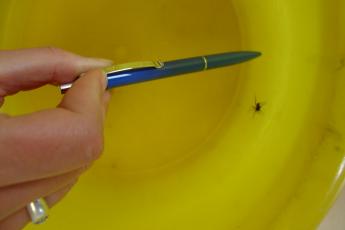 Het diertje achteraan met een pen.