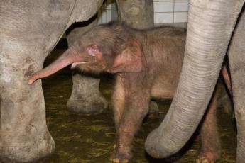 Het pasgeboren olifantje.