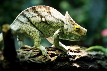 Panterkameleon (Furcifer pardalis).