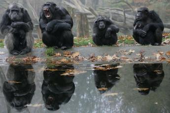 Chimpansees in Burgers’ Zoo in Arnhem.